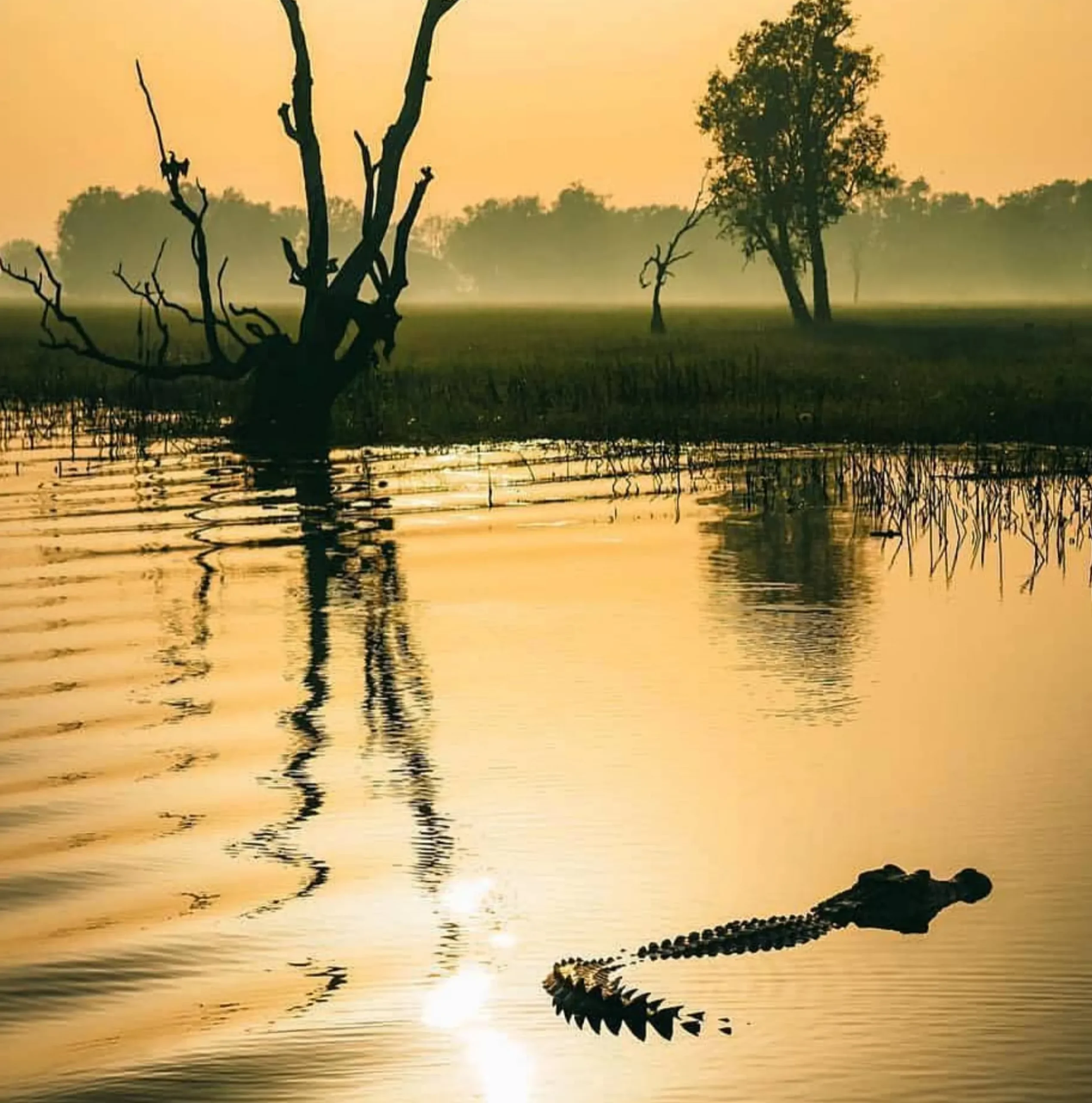 Saltwater Crocodiles, Kakadu