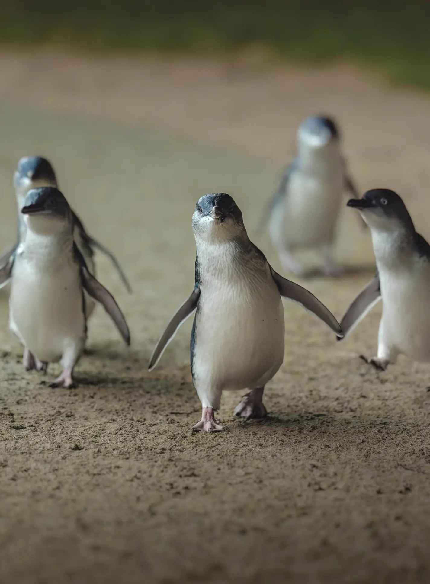 Penguin Parade