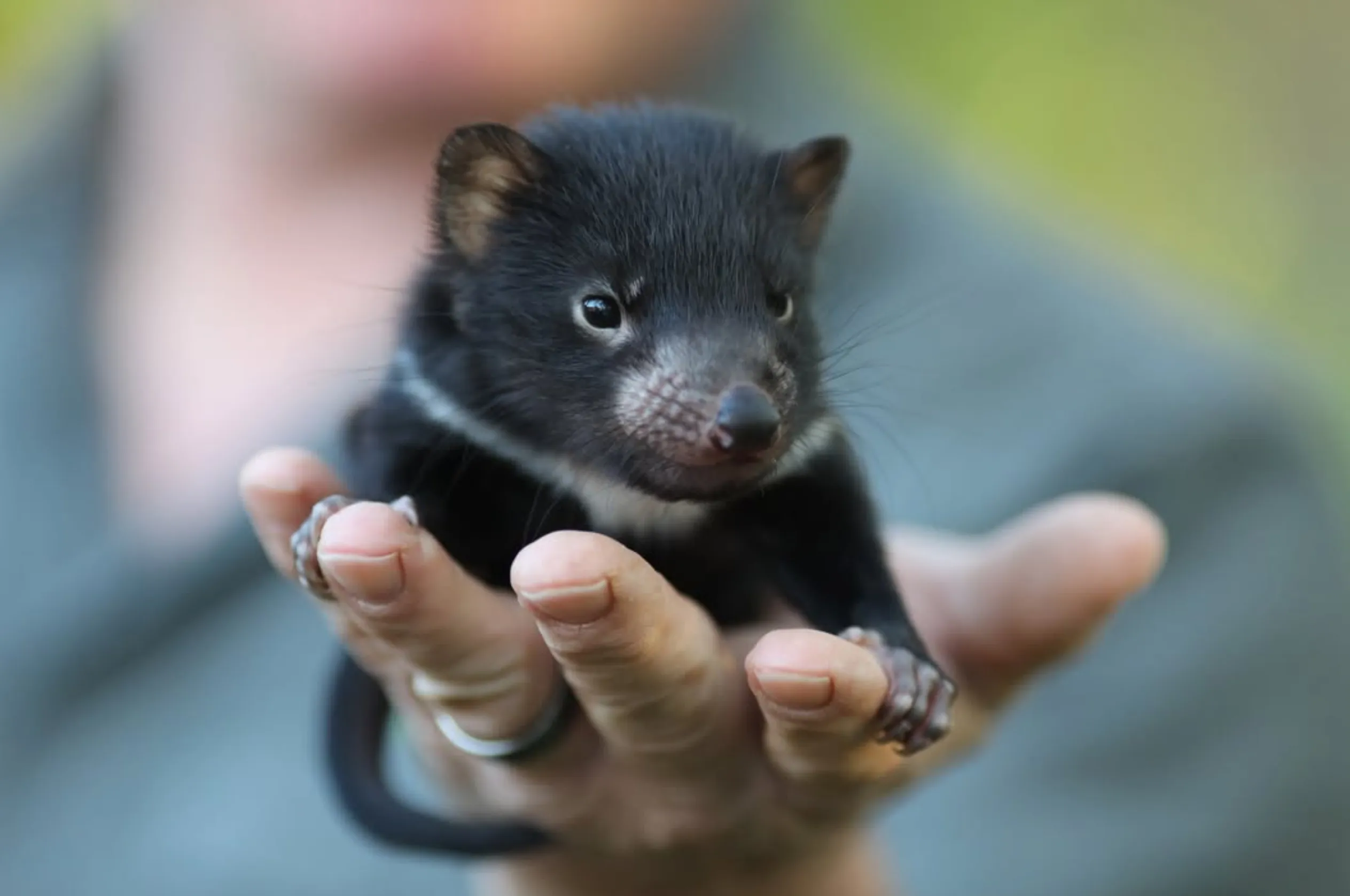 best place to see Tasmanian devils