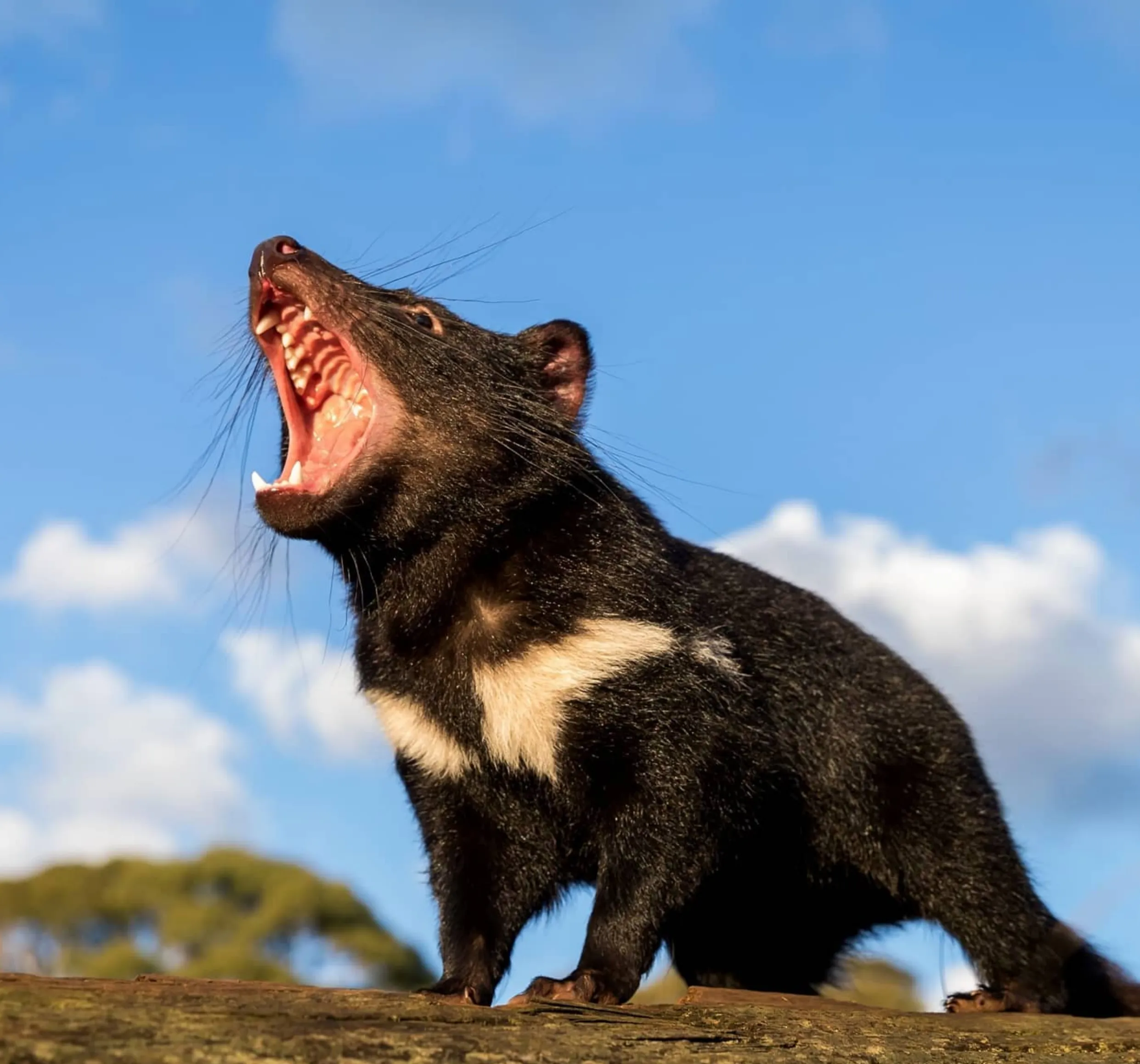Maria Island Tasmanian devils