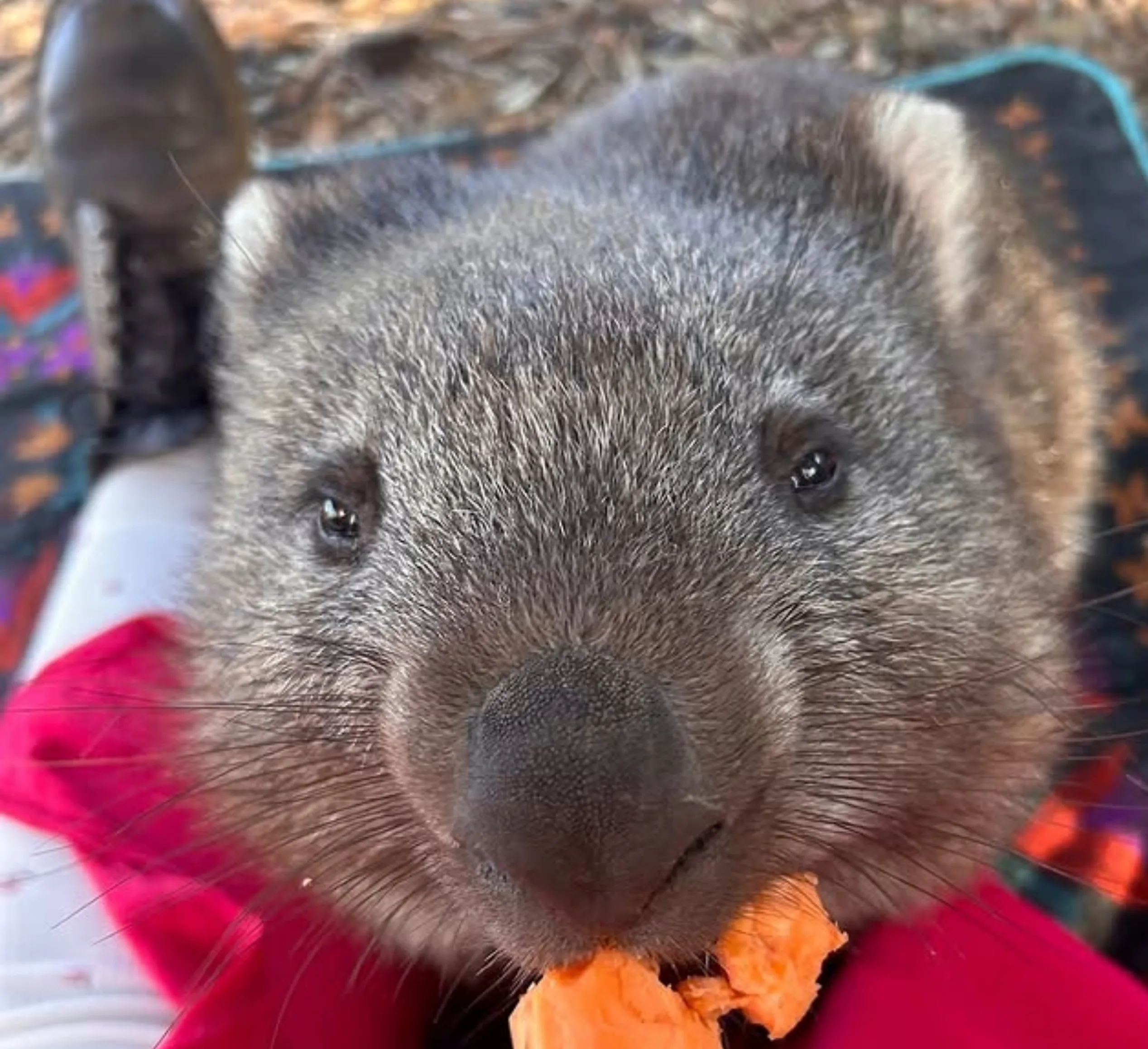 see Tasmanian devils in the wild
