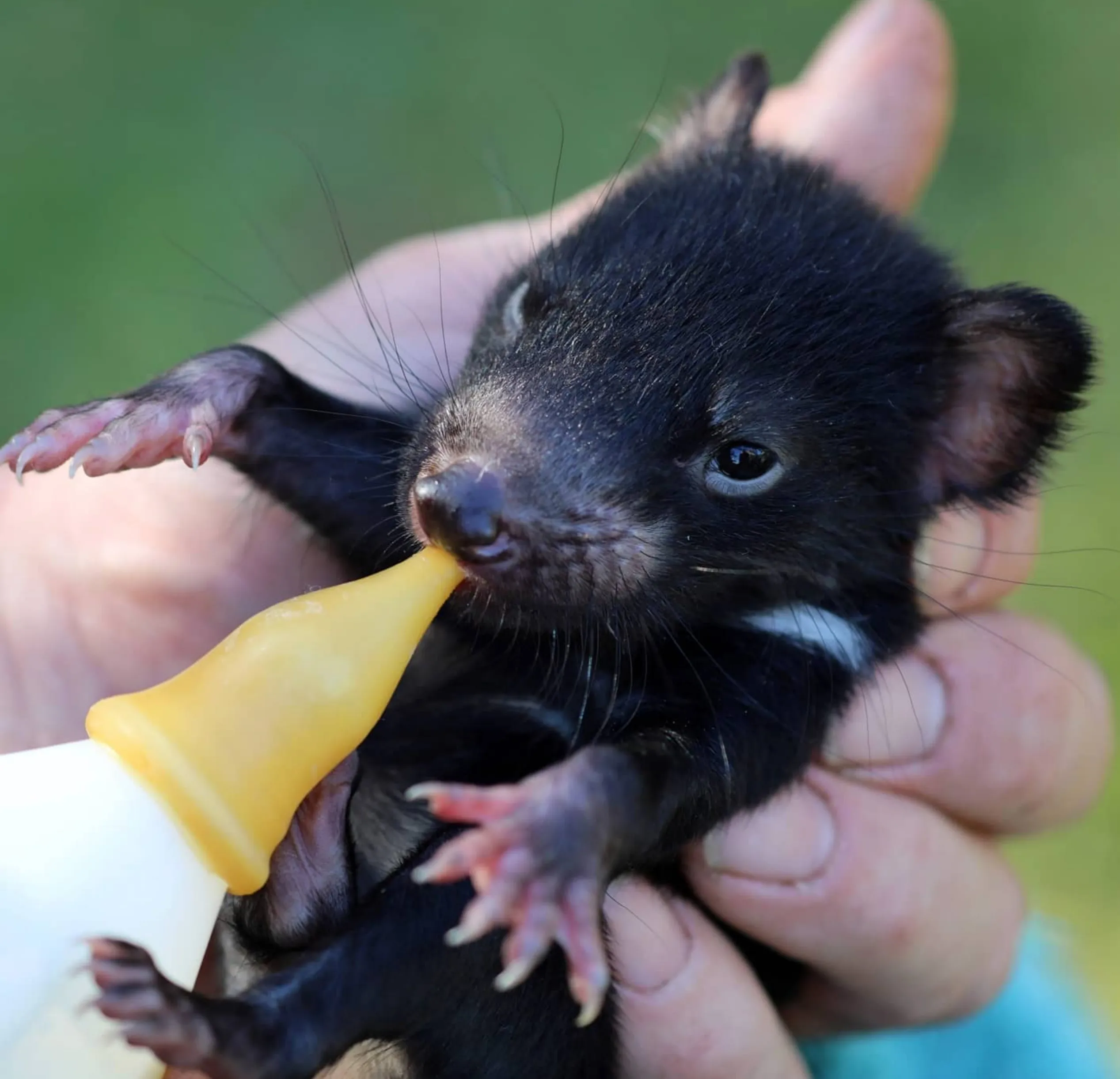Tasmanian devil spotting Tasmania