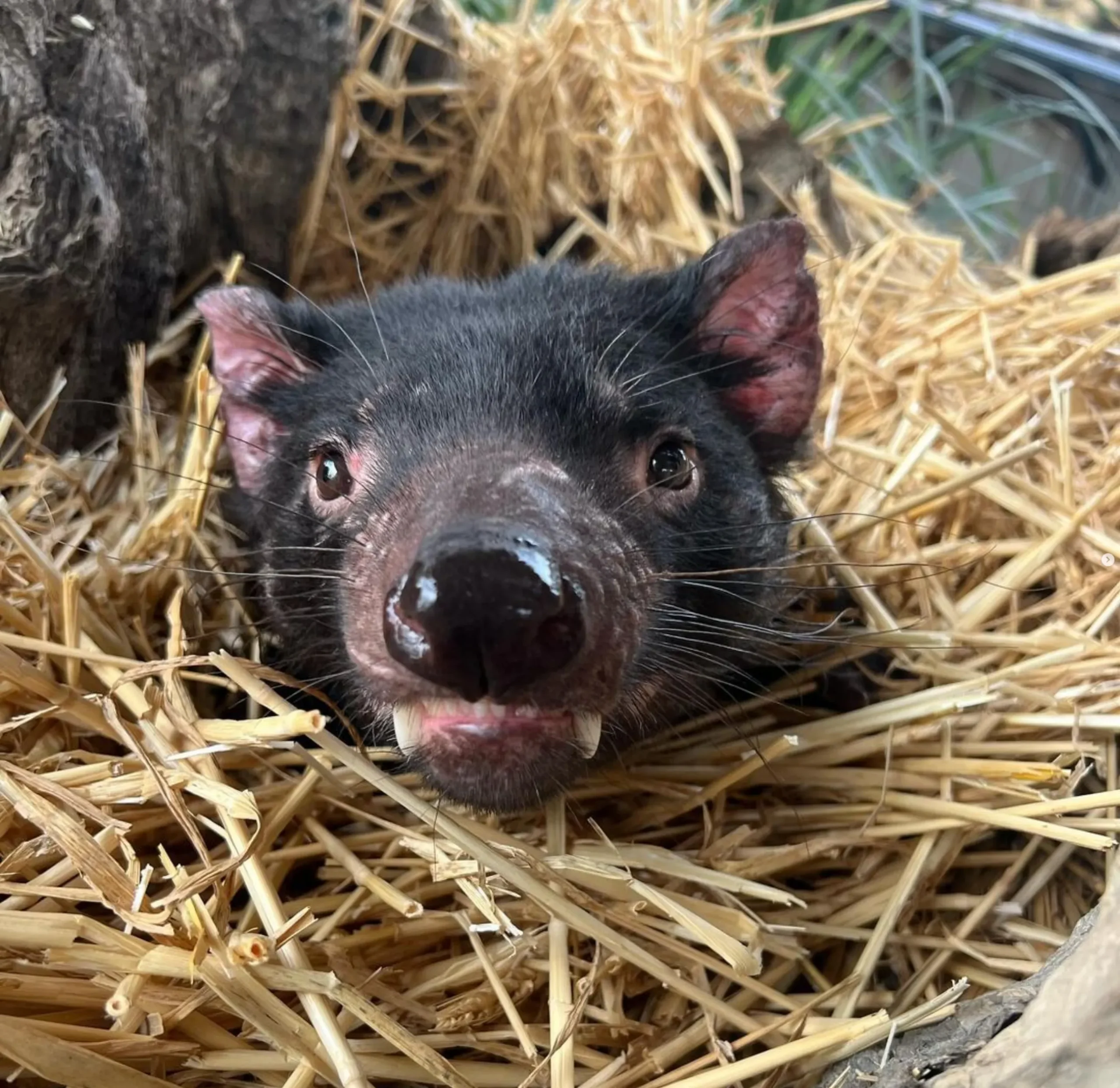 Tasmanian devil wild sightings