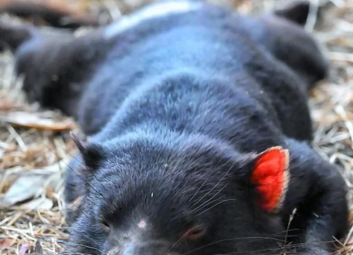 where to see Tasmanian devils in Tasmania