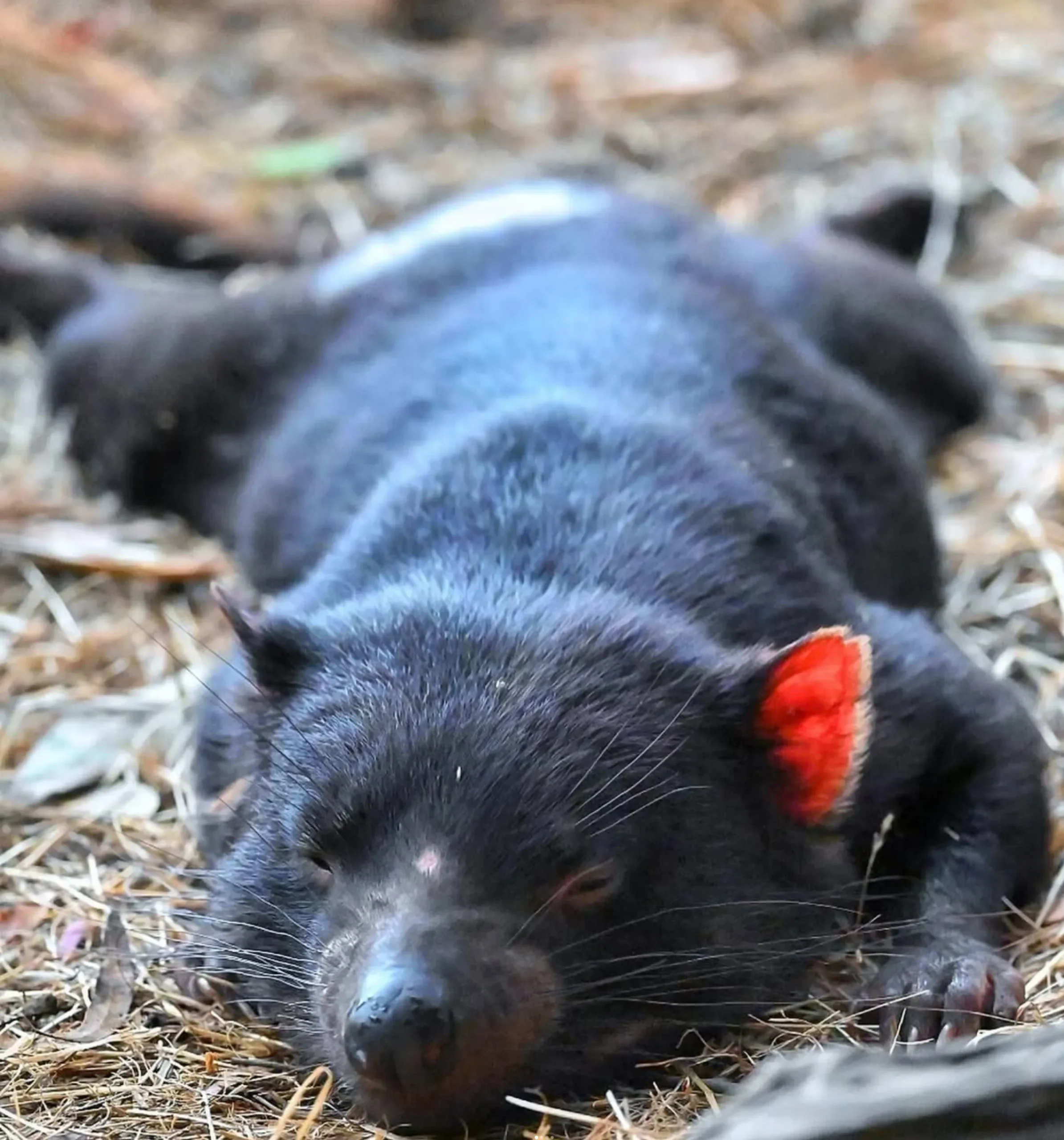 where to see Tasmanian devils in Tasmania